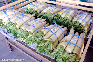 1111hoshidaikon.jpg