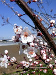 すももの花。白くて綺麗です。