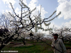 授粉の様子