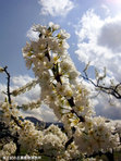 すももの花