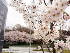 0402sakura.jpg