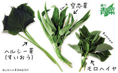 夏の青菜