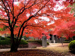 紅葉