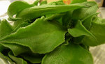 1210iceplant.jpg