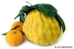 1217yuzu.jpg