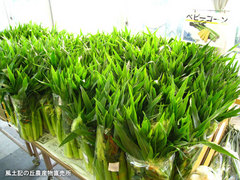20110515ベビーコーン.jpg