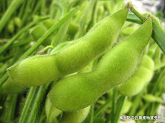 20110715枝豆.jpg