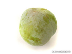 20110720ソルダム.jpg