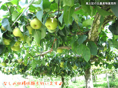 20110806梨畑.jpg