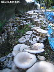 20111112平茸.jpg