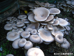 20111112平茸2.jpg