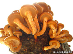 20111116なめこ2.jpg