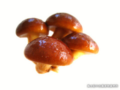 20111116なめこ3.jpg