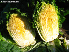 20111123オレンジ白菜2.jpg
