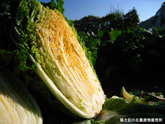 20111123オレンジ白菜3.jpg