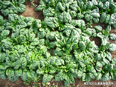 20111130ちぢみほうれん草2.jpg