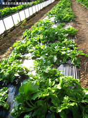 20111203アイスプラント畑.jpg
