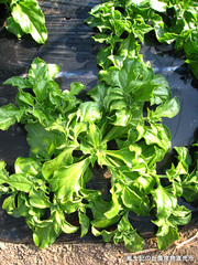 20111203アイスプラント畑2.jpg