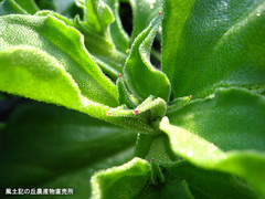 20111203アイスプラント畑3.jpg