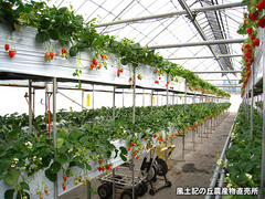 20120203いちご畑1.jpg