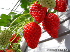 20120203いちご畑2.jpg