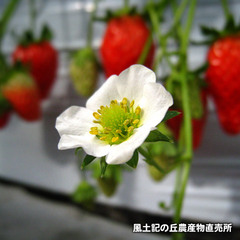 20120203いちご畑3.jpg