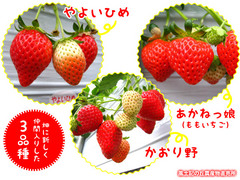 20120203いちご畑4.jpg
