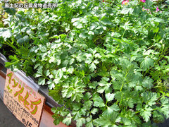 20120208イタリアンパセリ.jpg