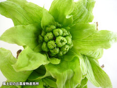 20120302ふきのとう.jpg