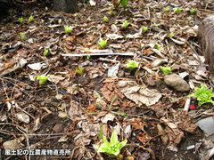 20120302ふきのとう畑1.jpg