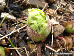 20120304ふきのとう畑2.jpg