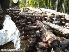 20120315しいたけ畑1.jpg