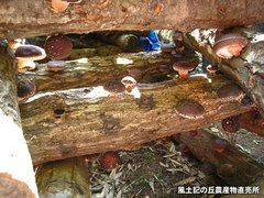 20120315しいたけ畑2.jpg