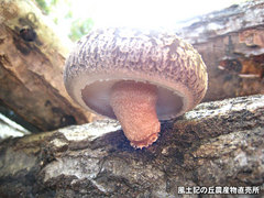 20120315しいたけ畑3.jpg