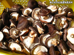 20120315しいたけ畑4.jpg