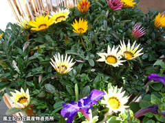 20120408ガザニア.jpg