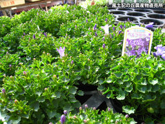 20120408ベルフラワー.jpg