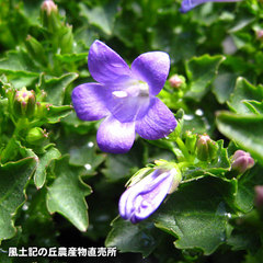 20120408ベルフラワー2.jpg