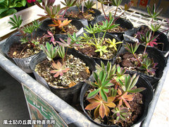 20120408ルピナス.jpg