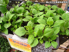20120422ヤーコン苗.jpg