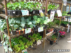 20120425野菜苗売り場.jpg