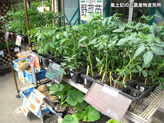 20120425野菜苗売り場2.jpg