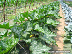 20120506ズッキーニ畑1.jpg