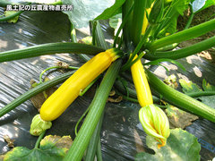 20120506ズッキーニ畑2.jpg