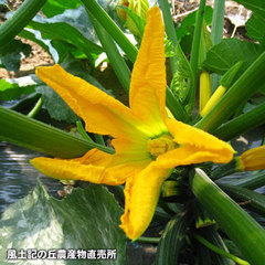 20120506ズッキーニ畑3.jpg
