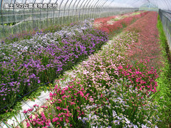 20120507スターチス畑1.jpg