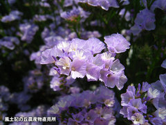 20120507スターチス畑2.jpg