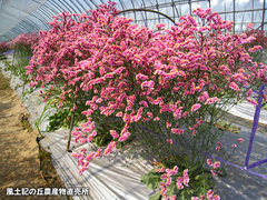 20120507スターチス畑3.jpg