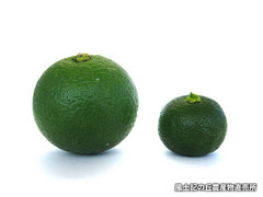20120916かぼすだち.jpg