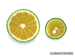 20120916かぼすだち3.jpg
